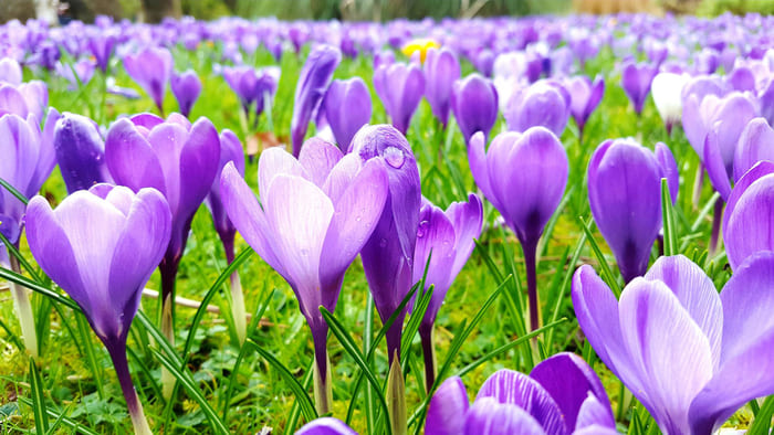 Fioritura Crocus