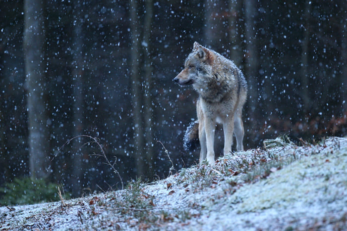 Flora e fauna delle montagne d’Abruzzo: la biodiversità appenninica